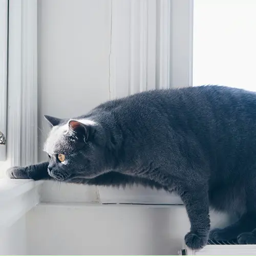 A Curious Cat by the Windowsill